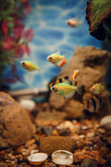 Wall Mural - Colorful fish in the aquarium