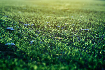 Sticker - corn field on an autumn evening on sunset while the sun is flareing into the lense with dust particles, warm and green harmful colors on a agriculture field