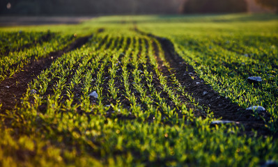 Sticker - corn field on an autumn evening on sunset while the sun is flareing into the lense with dust particles, warm and green harmful colors on a agriculture field