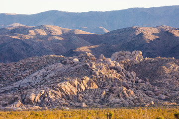 Wall Mural - Landscape view of Joshua Tree National Park in California.