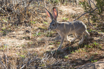 Wall Mural - Wild Jack Rabbit Grazing the Fields in Joshua Tree National Park (California)