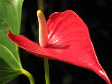 Red Anthuriums With Dark Background