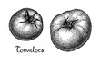 Ink sketch of tomatoes.