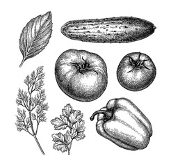 Wall Mural - ink sketch of vegetables