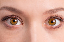 Brown Eyes Close-up
