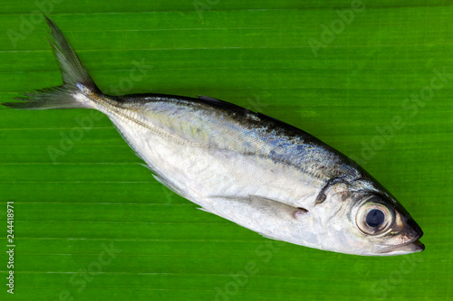 Valokuva Selar crumenophthalmus ,Bigeye scad fish on banana leaves background