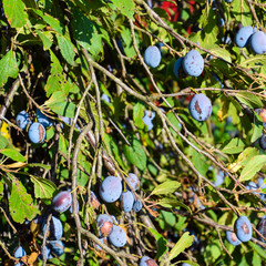 Wall Mural - fruits of plums on the branches. Tree prunes.