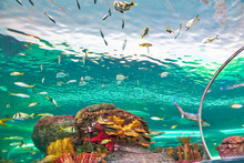 Toronto Ripley's Aquarium Free Stock …