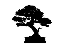 Japanese Bonsai Tree , Plant Silhouette Icons On White Background, Black Silhouette Of Bonsai. Detailed Image. Vector Isolated 