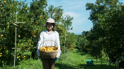 Wall Mural - Teenage girls harvesting oranges and showing in the garden