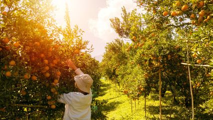 Wall Mural - Asian female teenagers harvest orange in the garden