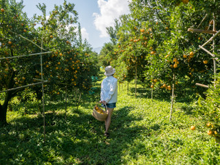 Wall Mural - Teenage girls harvesting oranges and showing in the garden