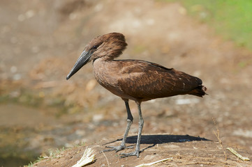 Poster - Hamerkop (Scopus umbretta)