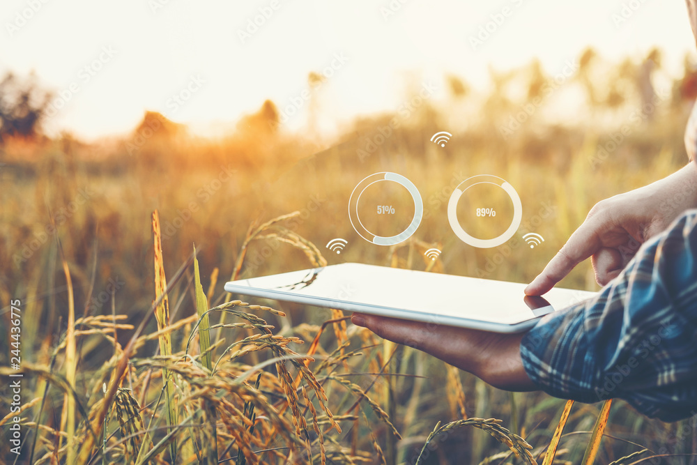 Smart farming Agricultural technology and organic agriculture Woman using the research tablet and studying the development of rice varieties in rice field - obrazy, fototapety, plakaty 