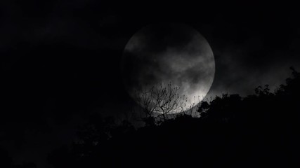 Wall Mural - Full moon rising behind trees.