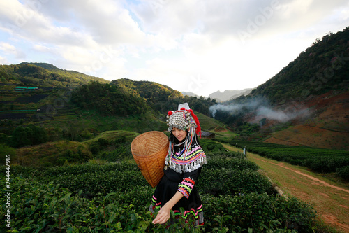 Plakat Hill tribe Asian woman in traditional clothes collecting tea leaves with basket in tea plantations terrace, Chiang mai, Thailand collect tea leaves
