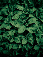 Wall Mural - green leave background. natural concept.