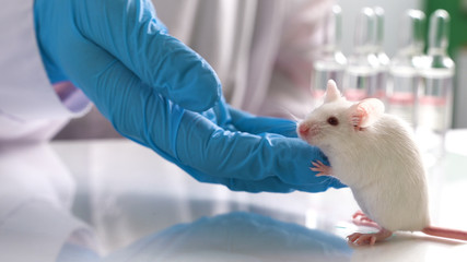 testing drugs and vaccine on mice