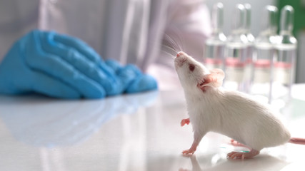 Experimental mice in science