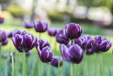 Fototapeta Tulipany - The Colorful Tulips