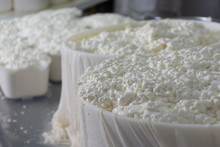 Cow Cheese Making
