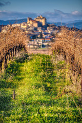 Wall Mural - Vineyards in the Languedoc region of France near the village of Puissalicon