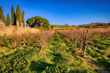 Wall Mural - Vineyards in the Languedoc region of France near the village of Puissalicon