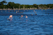 Isla Margarita Flamingos