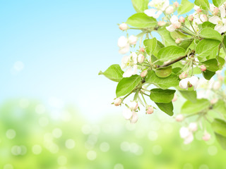 Canvas Print - Abstract sunny blur spring background with flowers of apple