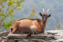 A Goat Rests Lying On The Ruins Of A Mountain Hut