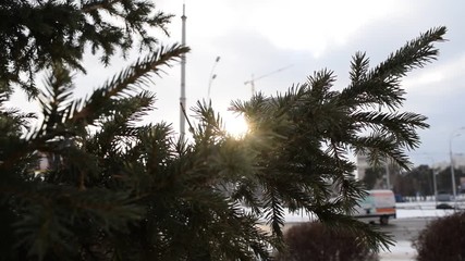 Wall Mural - View through a branch of a green Christmas tree at sunset in the winter city.