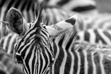 Fototapeta Konie - Cebras rayas pelaje cáos sabana pelo blanco y negro