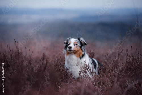 dog in a flowering Heather on the field. Australian shepherd in nature. holiday photos of your pet outside © annaav