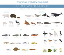 Ice Sheet And Polar Desert Biome. Terrestrial Ecosystem World Map. Arctic Animals, Birds, Fish And Plants Infographic Design