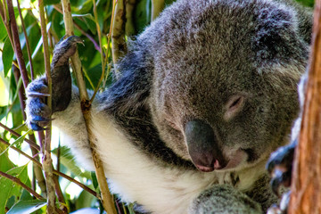 Koala at the Zoo