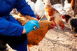 Female veterinarian in blue gloves and uniform makes injection of chickens, vaccination, chicken flu. Veterinary Medicine.