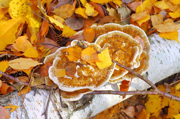 Sticker - Bunte Tramete Trametes versicolor im Herbstwald -  turkey tail or Trametes versicolor in forest