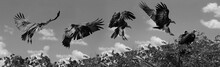 Sequence Of Vulture Landing On Tree