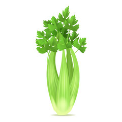 Canvas Print - Realistic 3d Detailed Green Fresh Celery. Vector