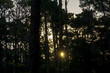sol en el bosque de pinos 