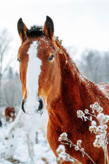 Wall Mural - Portrait of the red horse in winter time