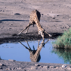 Wall Mural - Giraffe, (Giraffa camelopardalis), Africa, Namibia, Oshikoto, Etosha National Park