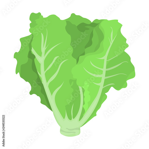 Cuadros en Lienzo Green lettuce. Fresh healthy ingredient for salad