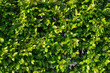 The texture of the green hedge