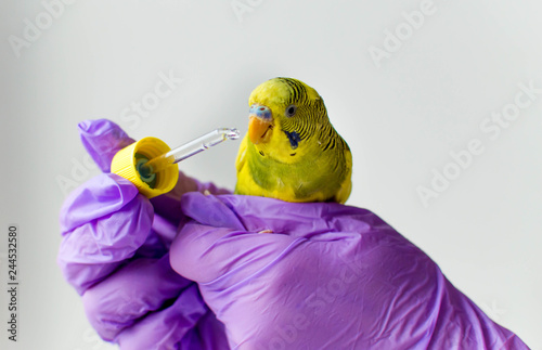 Cuadros en Lienzo Veterinarian treats exotic parrot bird and gives him medicine through a pipette