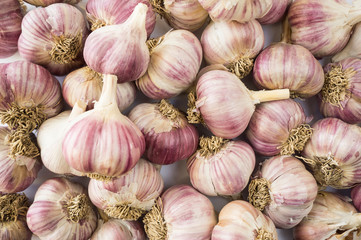 Fresh garlic closeup. Pile of garlic heads. Garlic heap. Background of garlic.