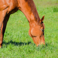  Horses graze in the pasture. Paddock horses on a horse farm. Wal