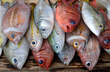 Wall Mural - Mix colorful sea fishes.