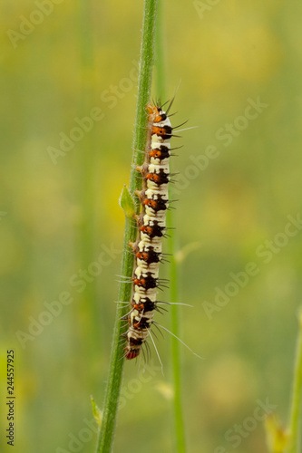 Fotografía Caterpillar creeps on green branch with green natural background