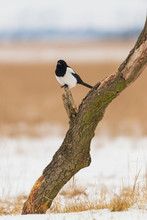 Magpie Bird On The Tree